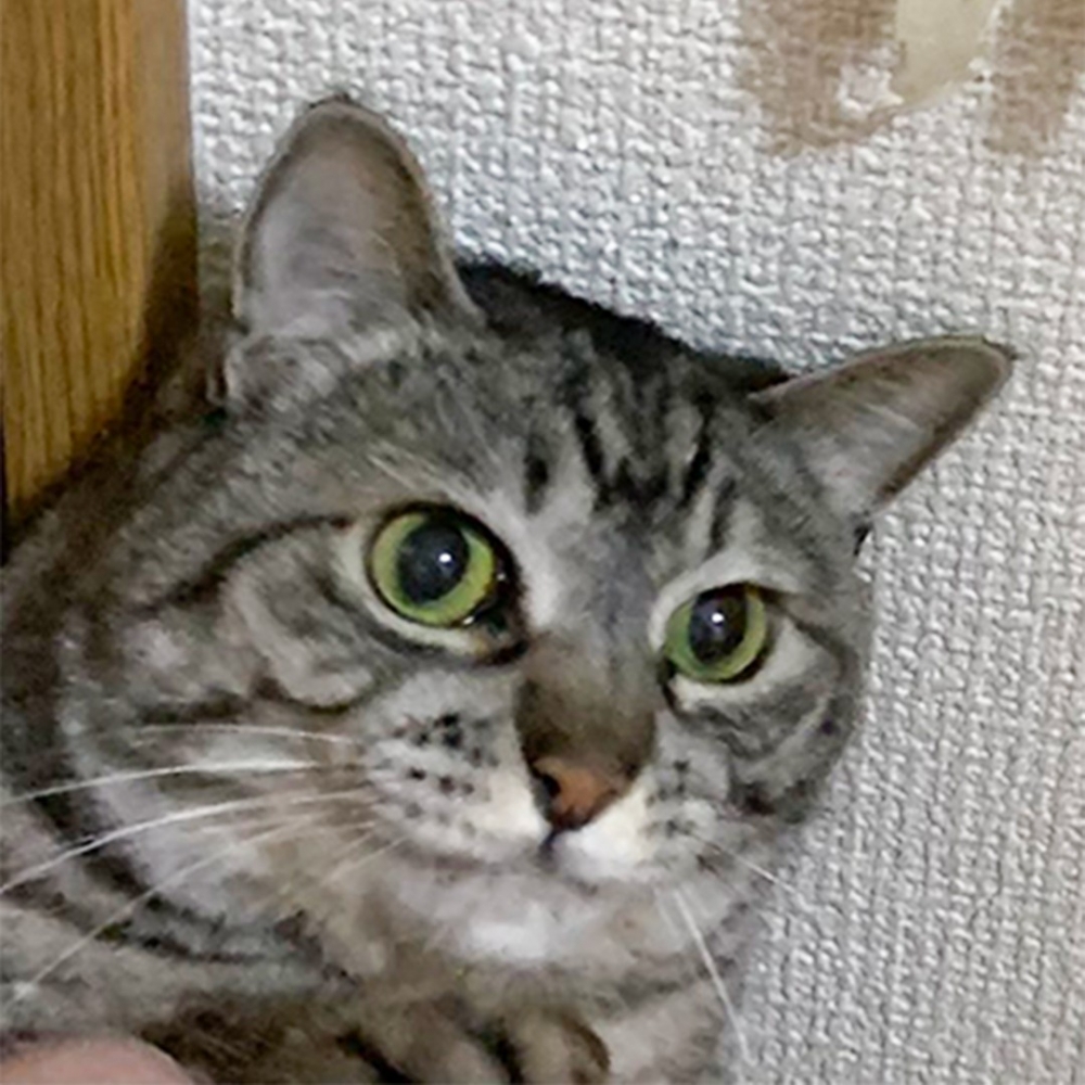 喵：「朕果然有藝術天份～」