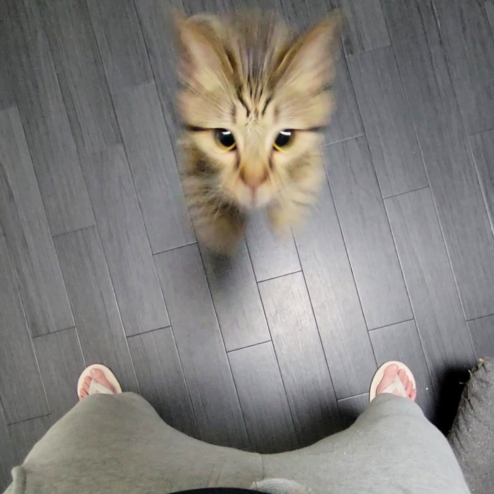 喵:「別走!你別走!!!」