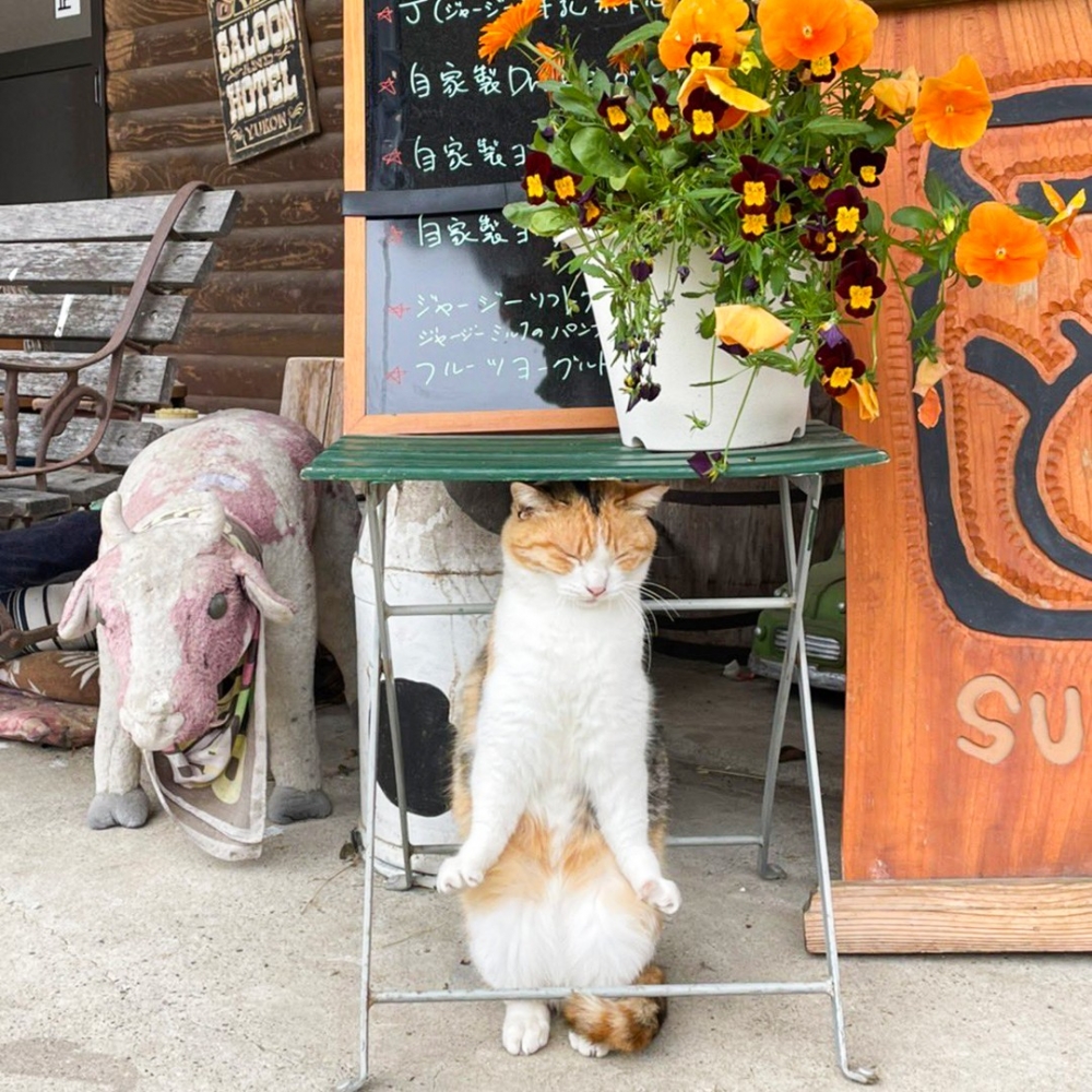 奴才：「哇～老闆···依舊威武哈哈哈哈～」