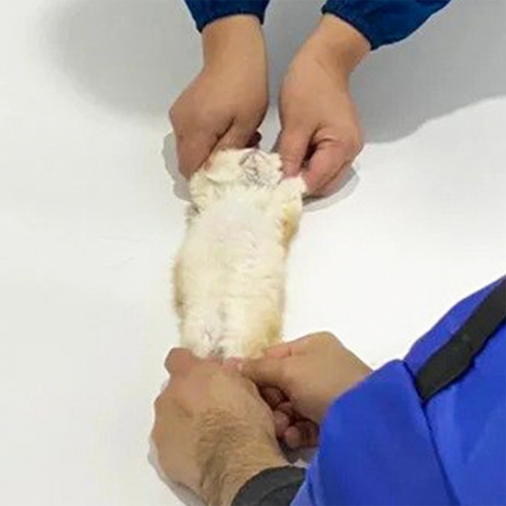 奴才：「怎麼可以這麼可憐又好笑XD」