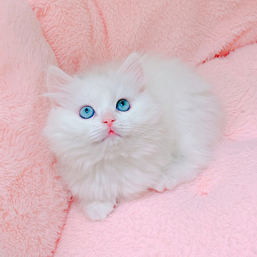 奴才：「我家主子太Q了啦！！！」