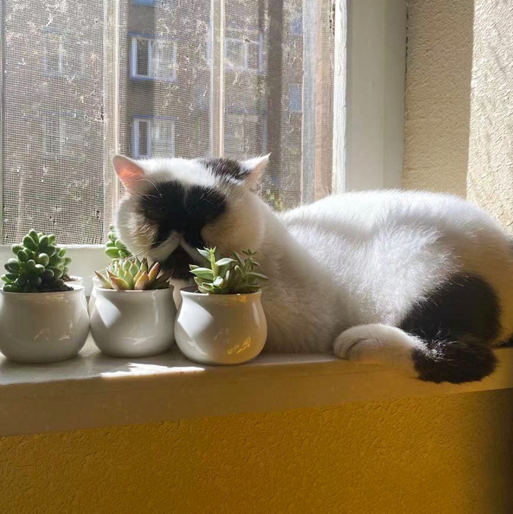 奴才：「主子睜眼了嗎？」