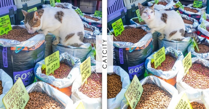 寵物店促銷貓糧造就「貓咪自助餐」，浪浪專挑「Pro級」開大餐，被抓包還裝無辜呢