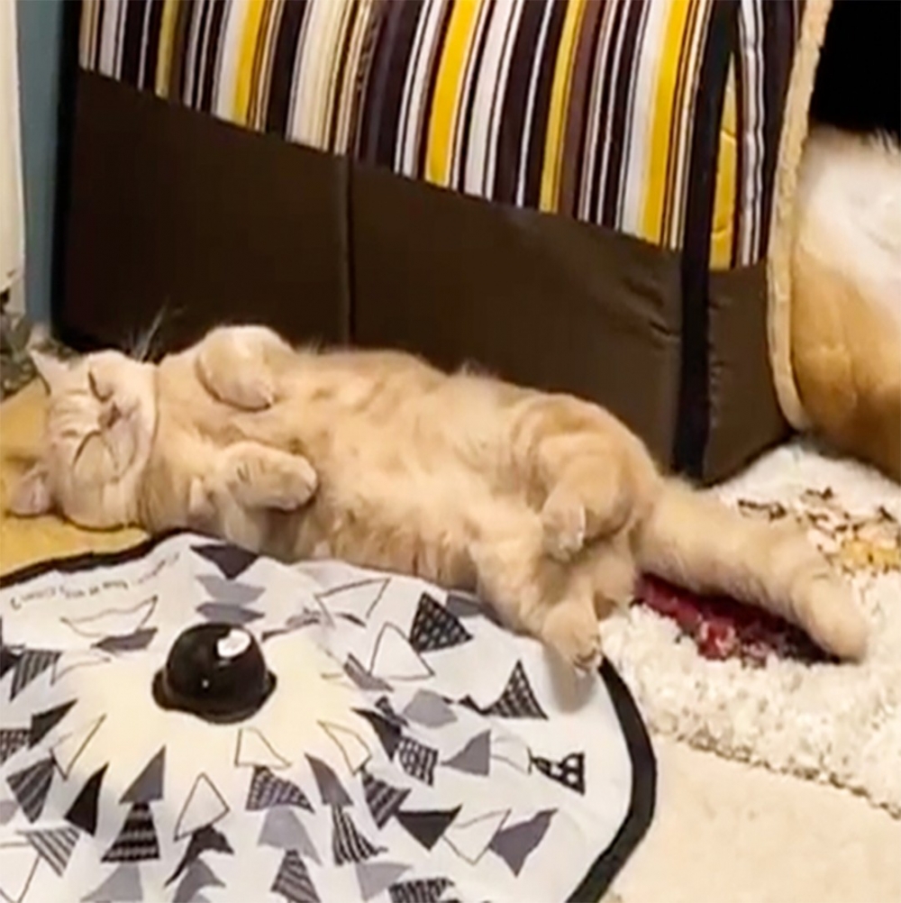 喵：「朕覺得這個提議可行～」