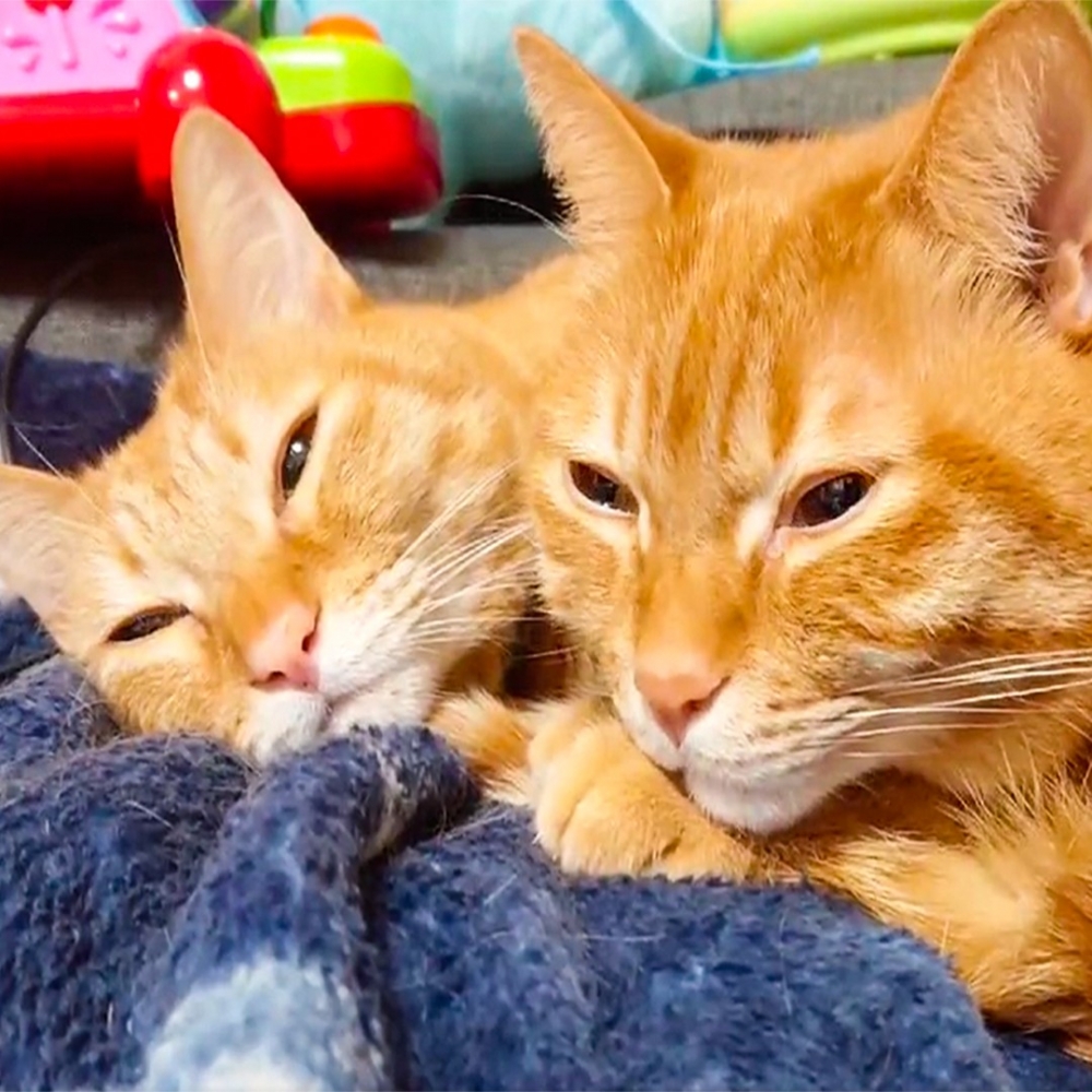 奴才:「發現你們倆不是在睡覺,就是在準備睡覺XD」