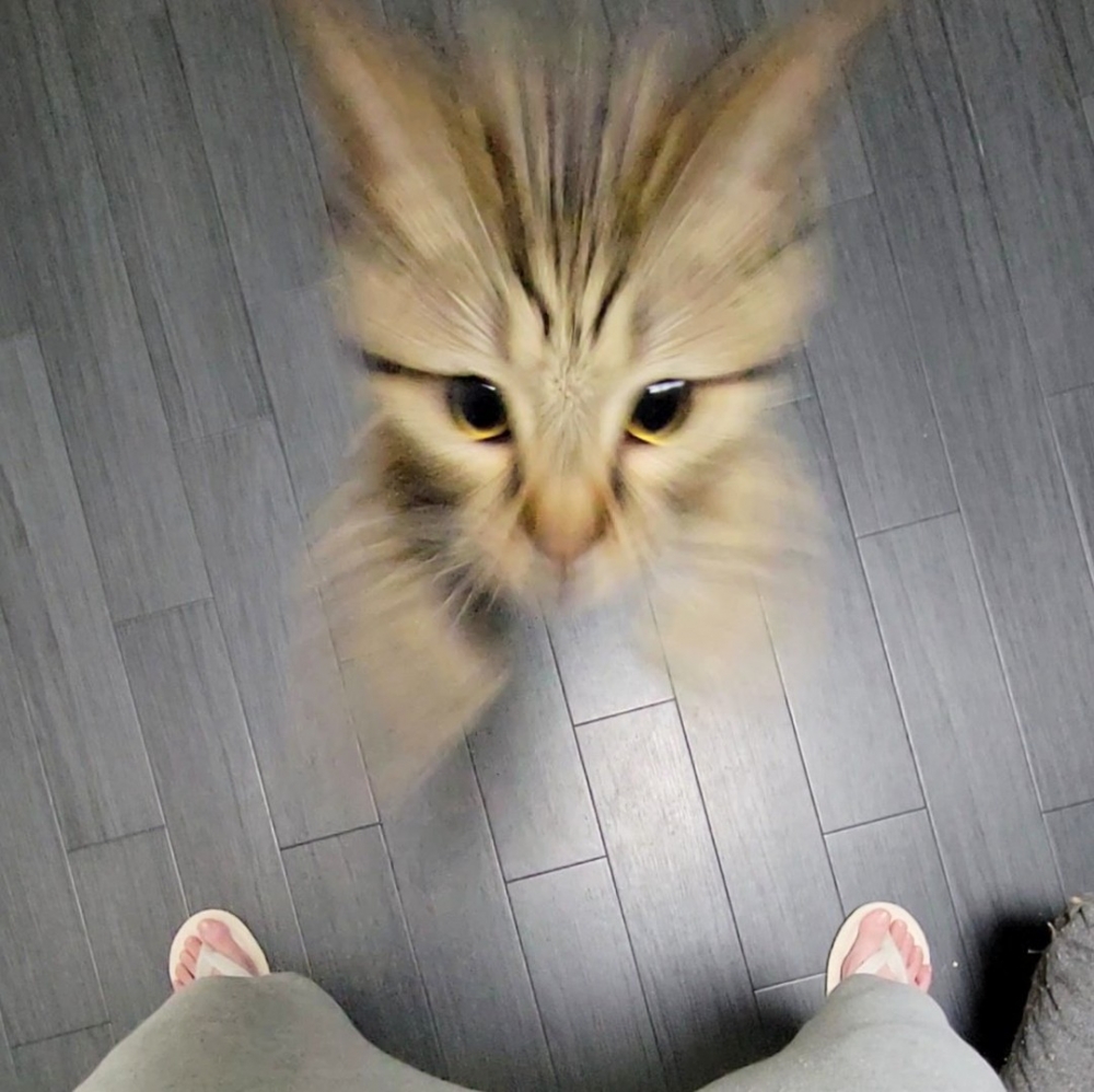 喵:「接住!朕來了!」