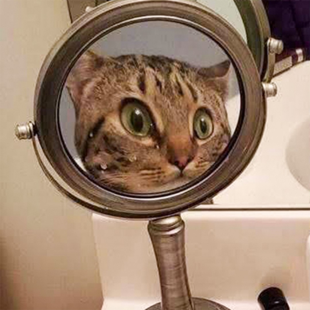 喵：「幹幹不行···那要改吃罐罐了！」