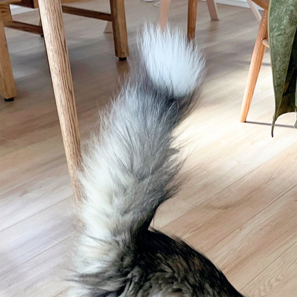 奴才：「毛毛多又蓬～想擼！」