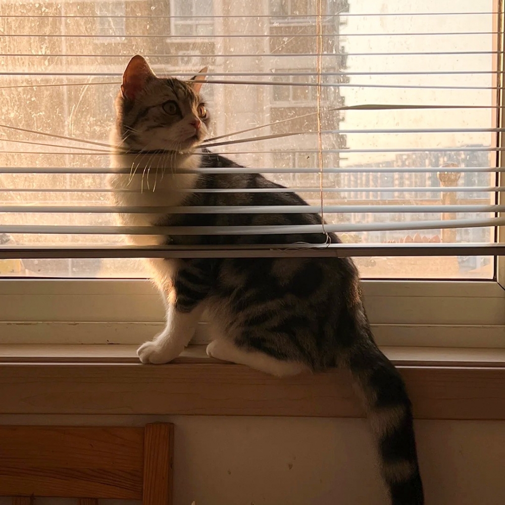 喵：「喔···沒有事情呀（可惜了）」