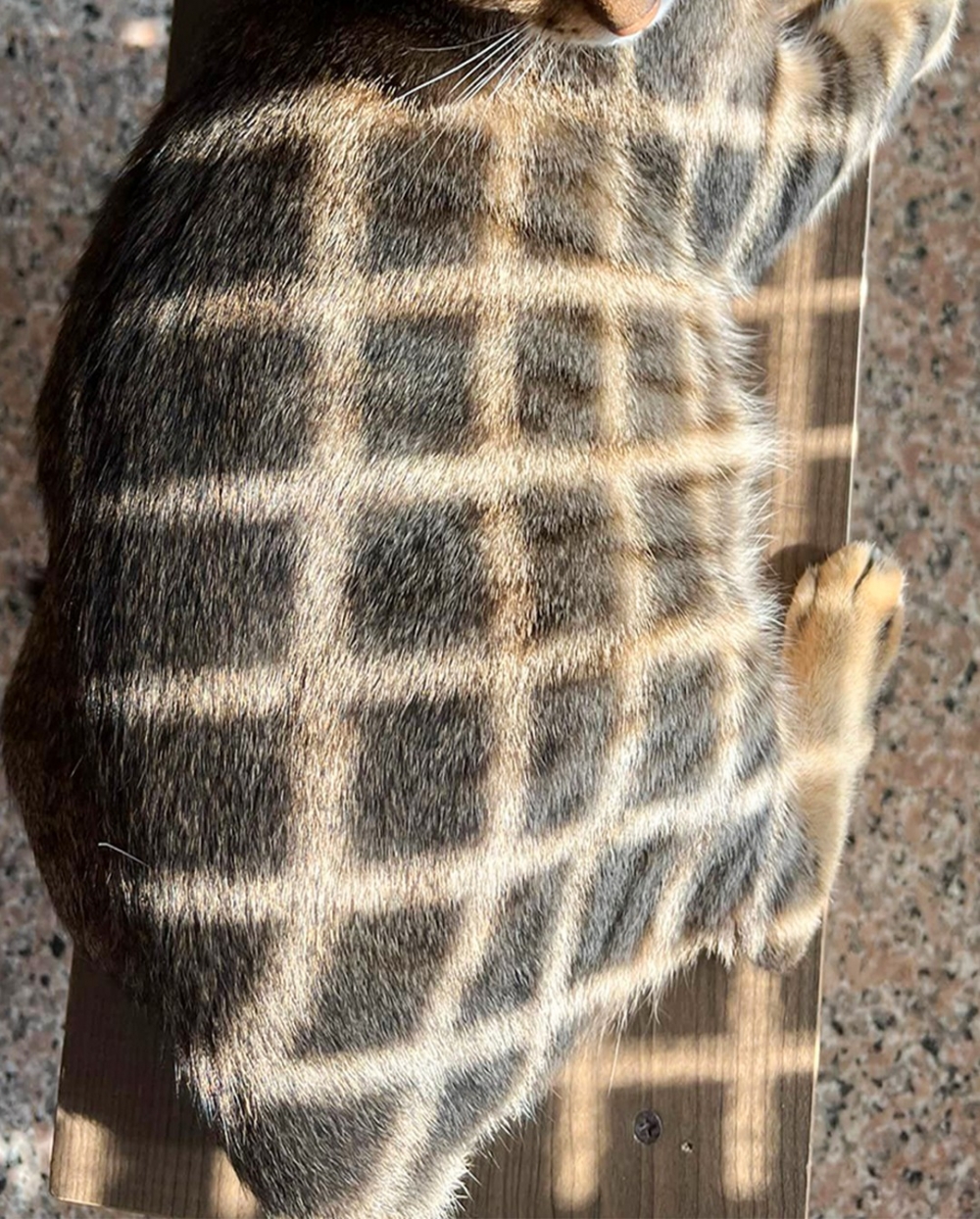 喵：「朕是貓咪啦！」