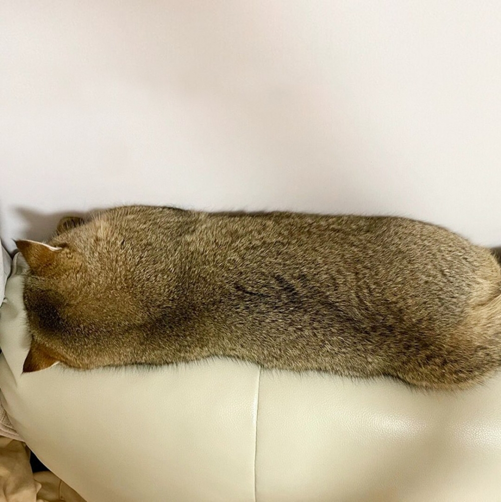 奴才：「我家主子很乖的～只是會伸長而已?」