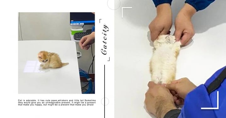 可憐又可愛！奶貓體檢照X光，醫生固定爪爪驚見「貓仙貝」，網：對不起，我笑了