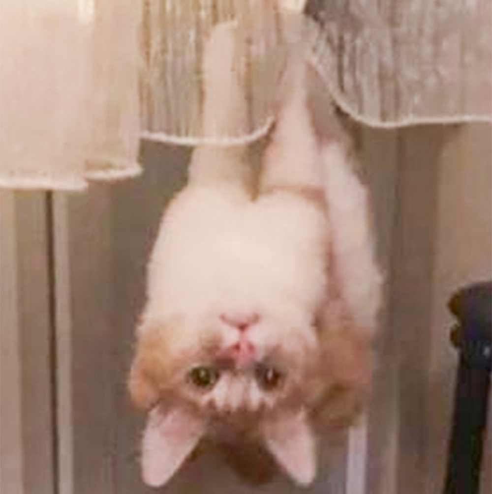 奴才：「我笑完了！現在就來救你～」