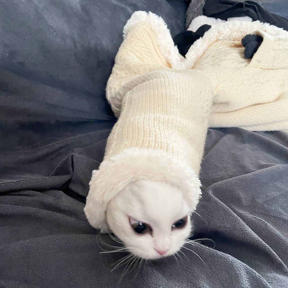 奴才：「這樣更像蟲了啦」