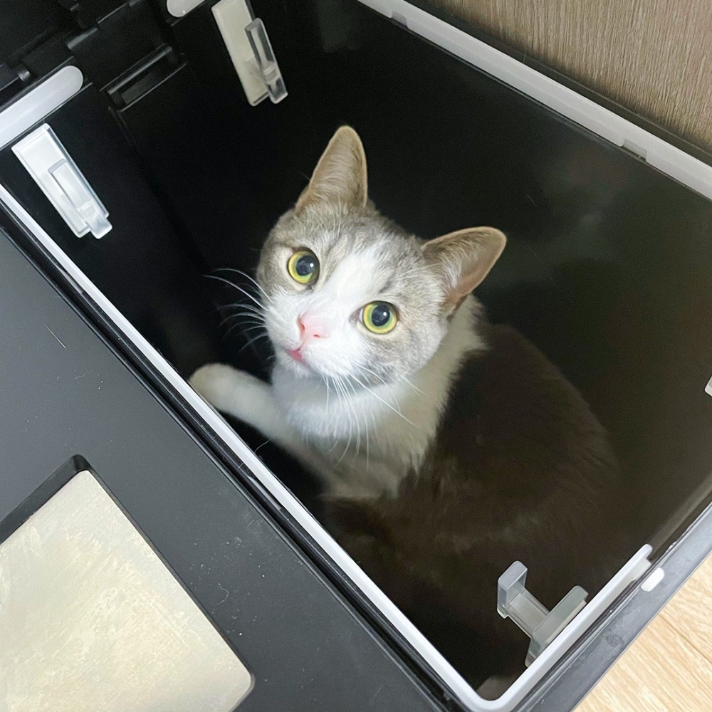 喵：「糟糕！被抓包了」