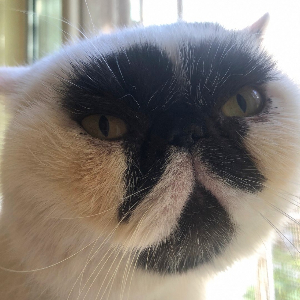 奴才：「睜！眼！了！」