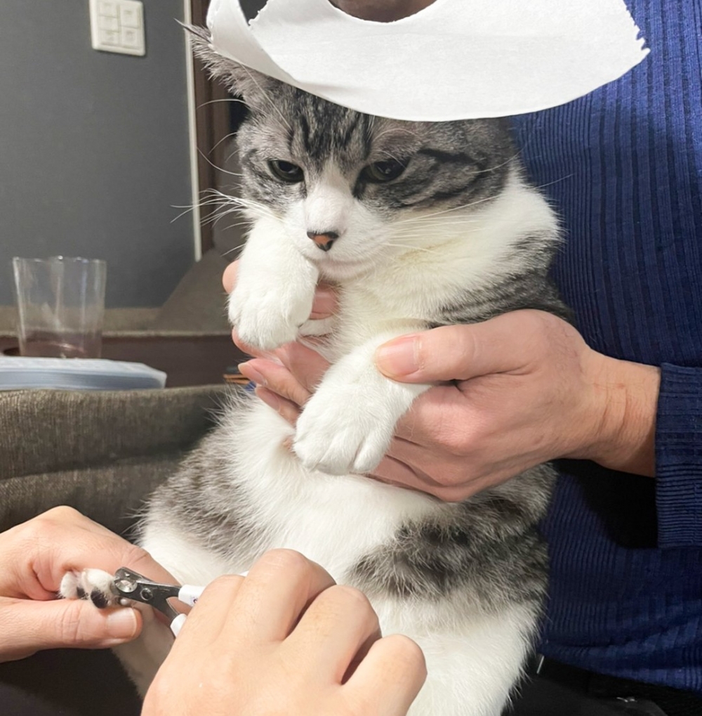 喵:「朕發生了什麼???」