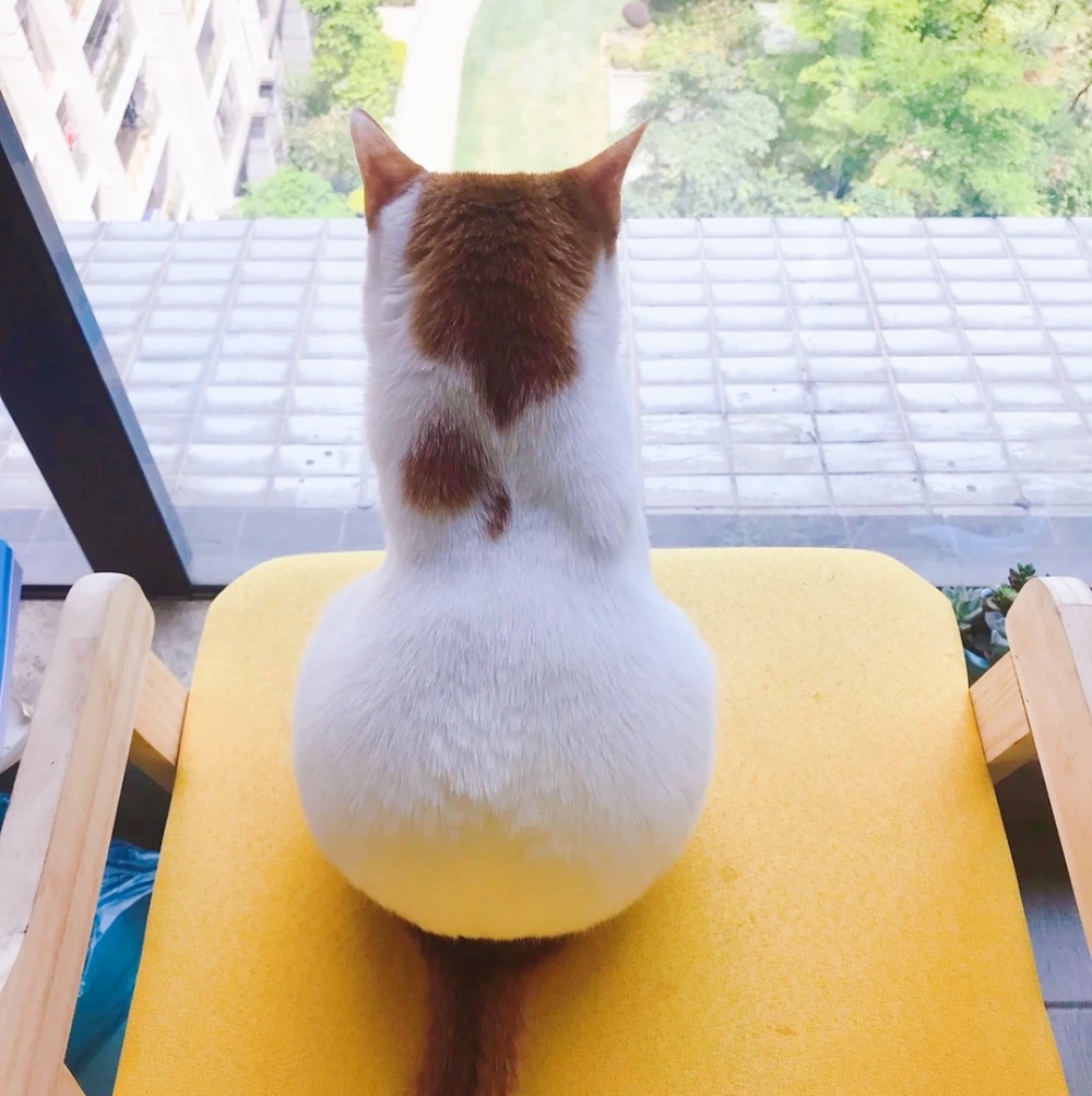 喵:「牠竟然兇朕···朕太難過了」