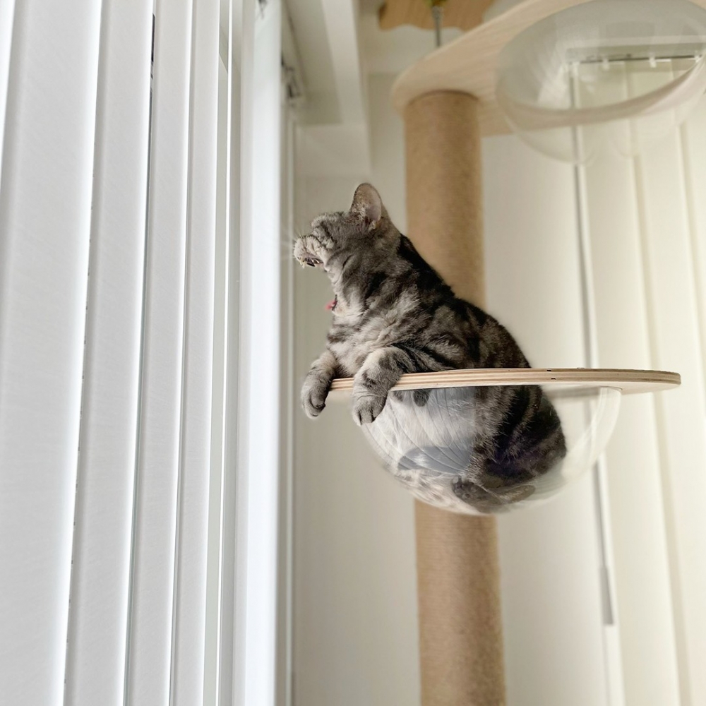 喵：「哈～欠～差不多要睡覺啦～」