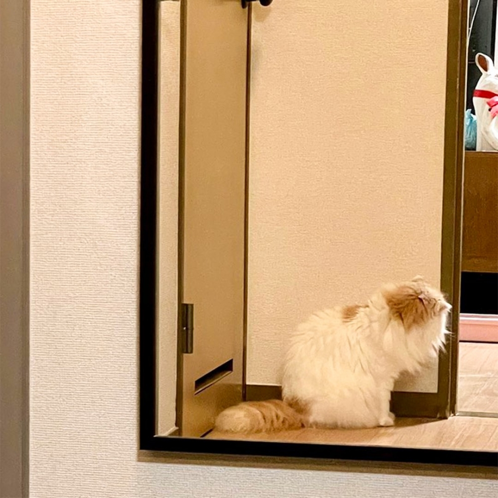 奴才：「超可愛的一顆糰子～～」