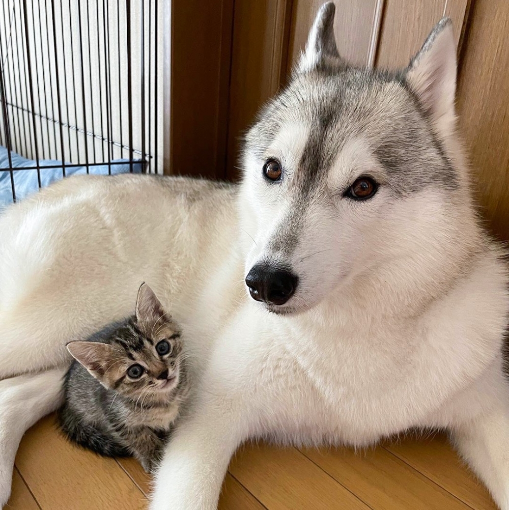 喵:「日常黏麻麻~」