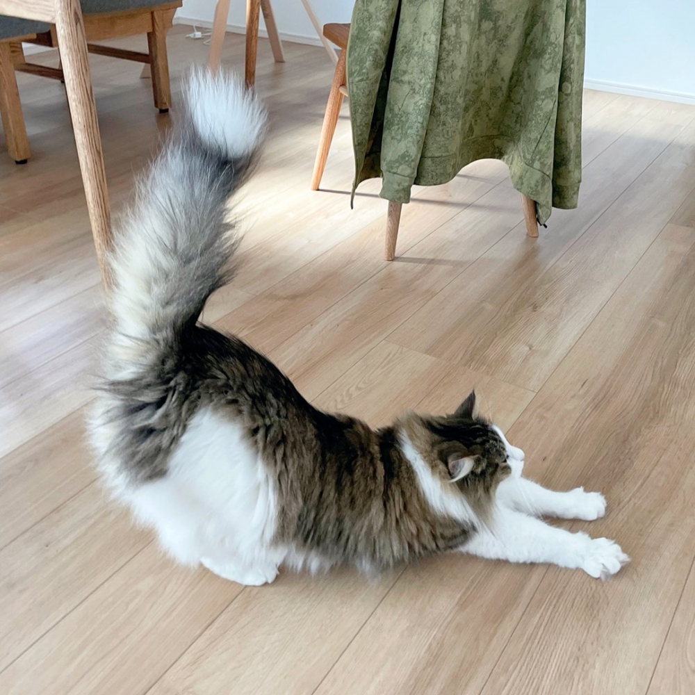 天線準備完畢，訊號接收中！（喵：才沒有！）