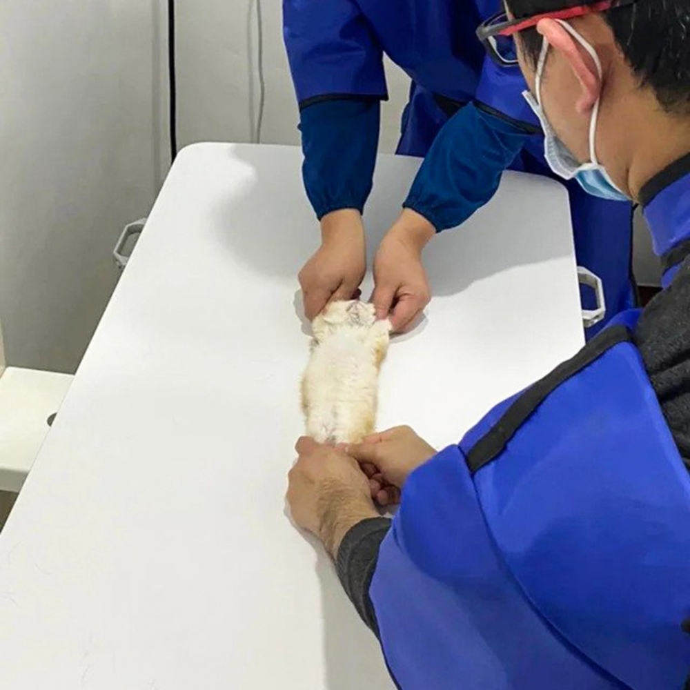 喵：「你們想對窩做什麼！？快來人救救窩！」