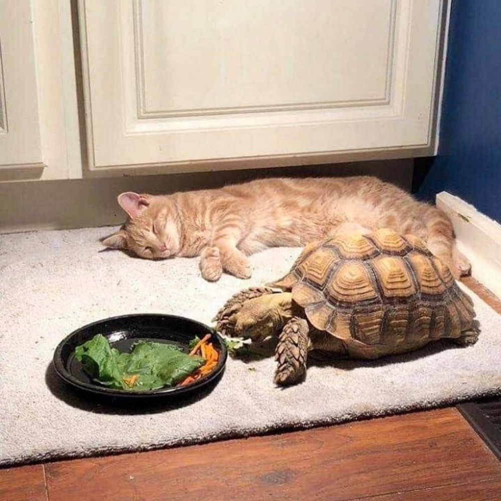 喵：「呼嚕嚕～呼嚕嚕嚕～」