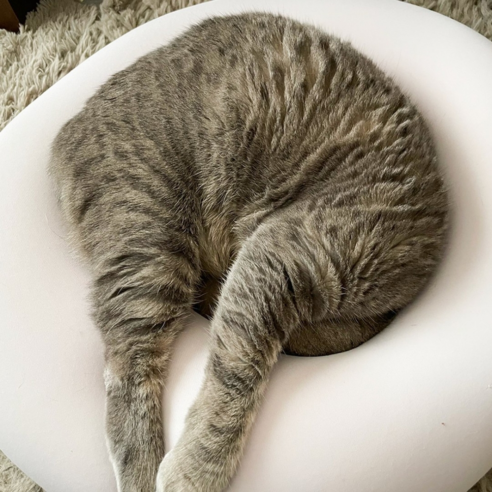 奴才：「哪裡是頭？哪裡是PP？」