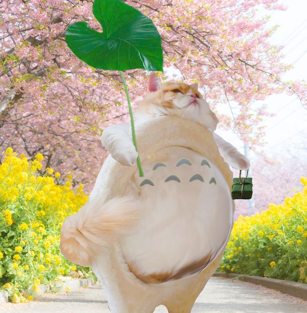 喵:「你們又幫朕跨物種了?!」