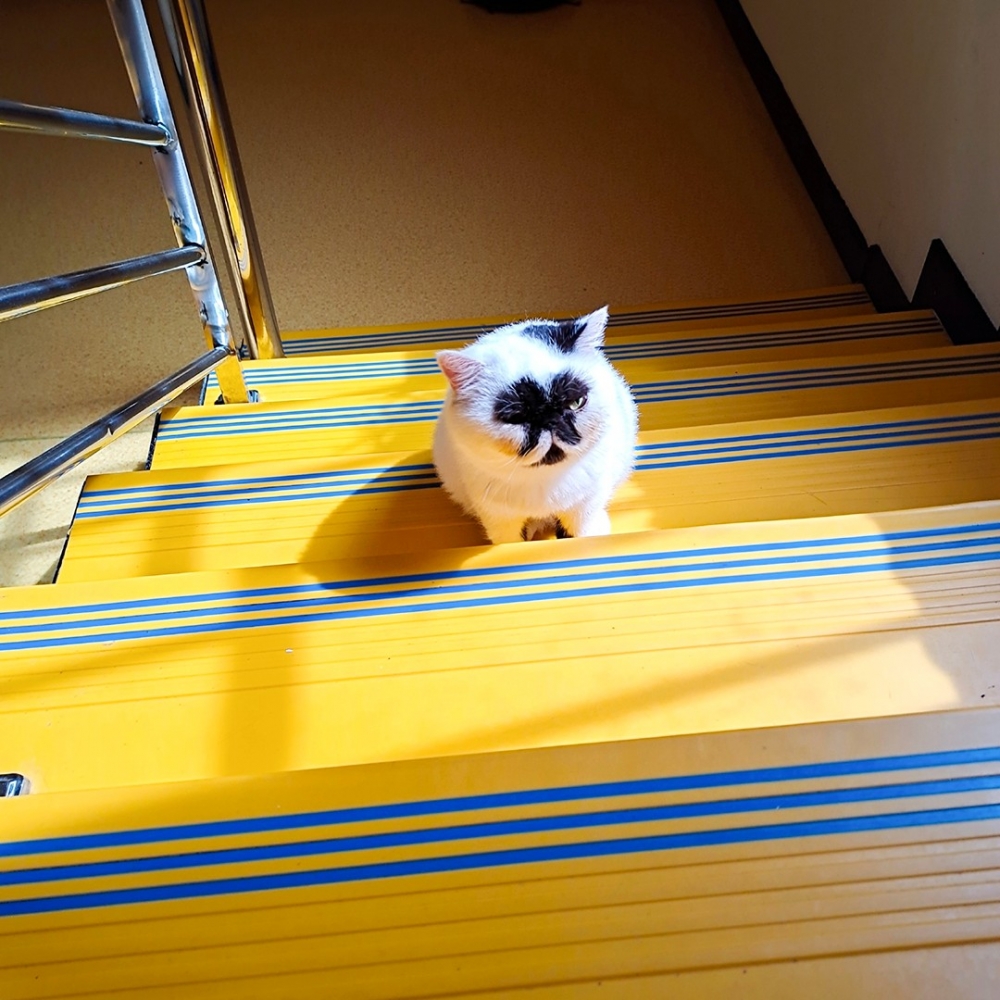 喵：「都說朕的眼睛一直都在啦！」