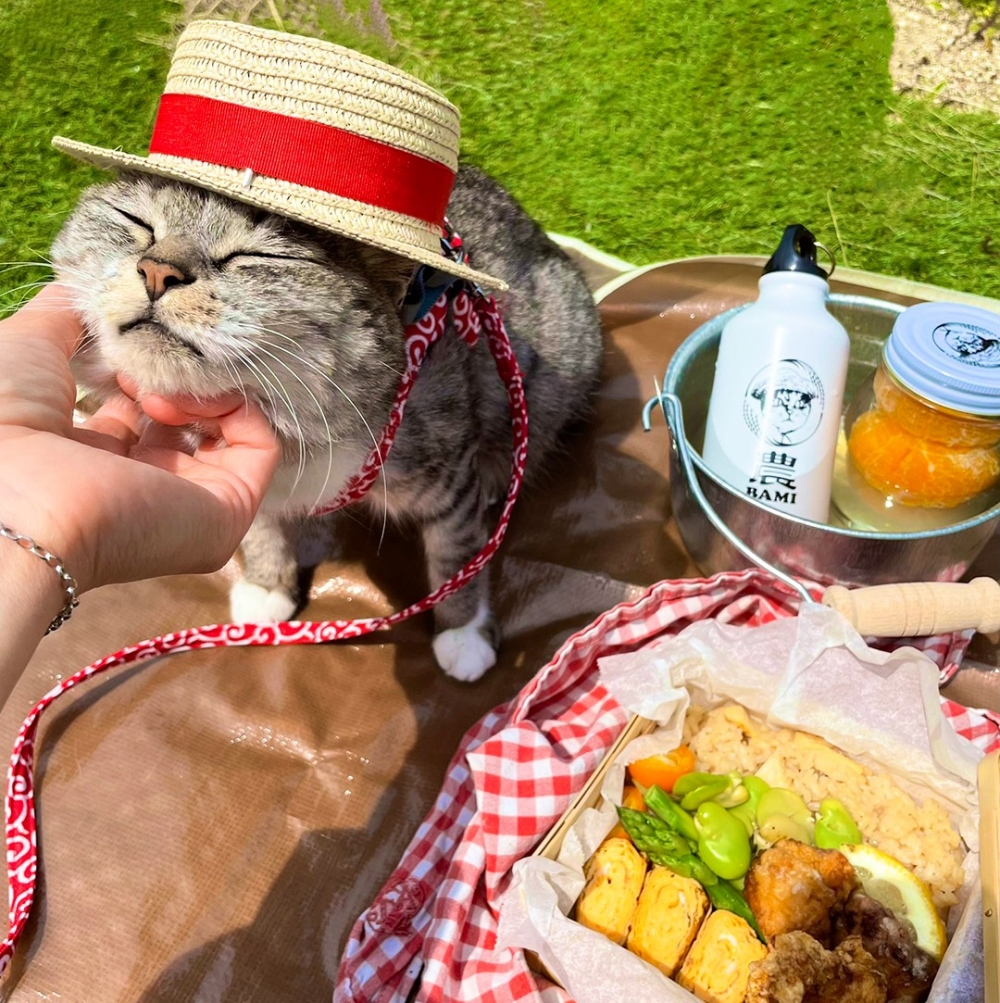 喵:「擼完後食物就都是朕的了!」