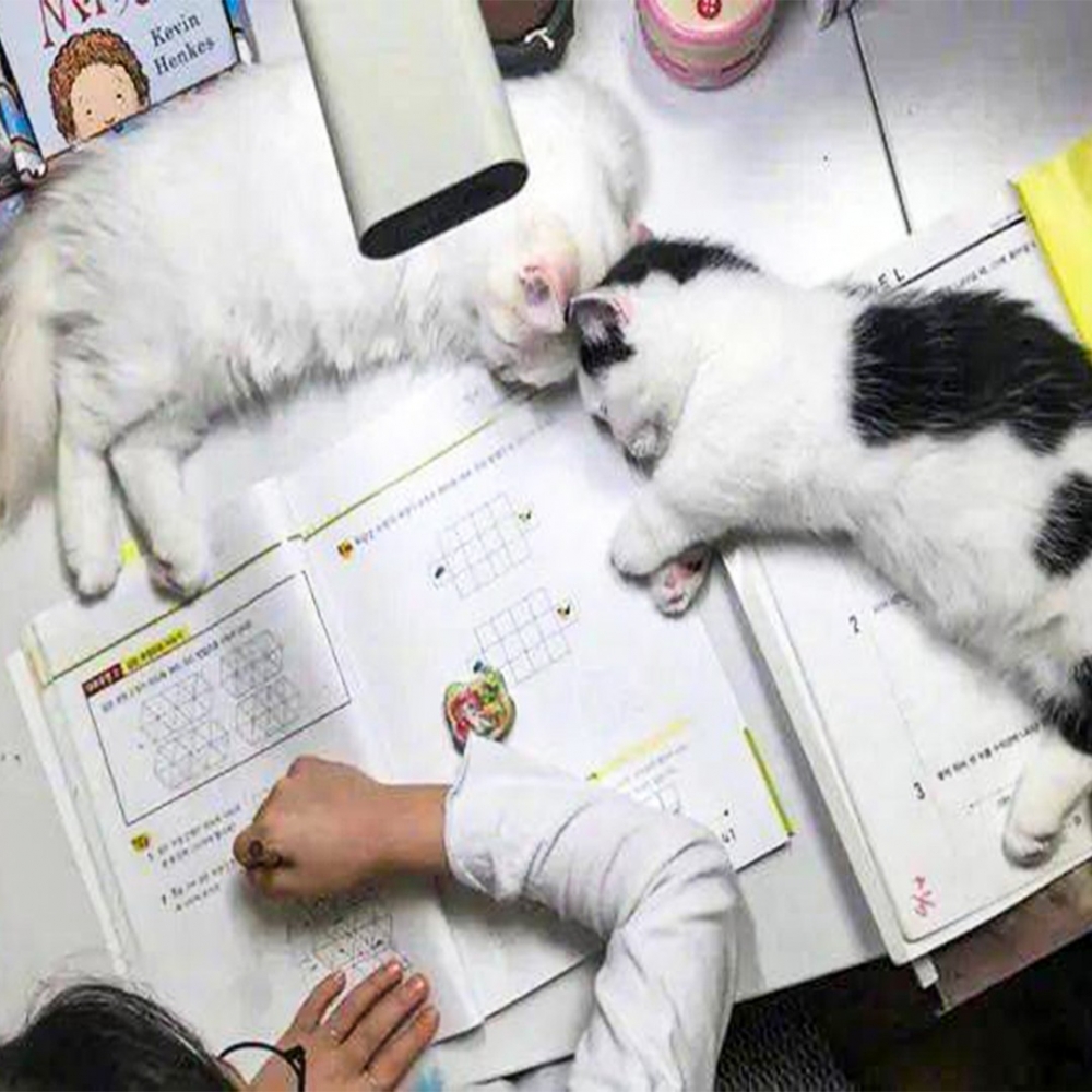 小奴才：「好可愛喔～～欸！要做功課！」