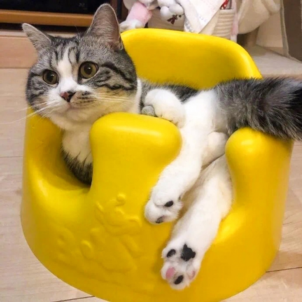 喵：「這個size窩起來剛剛好～」