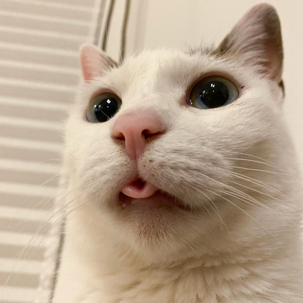 喵：「朕被汪星人感染了」