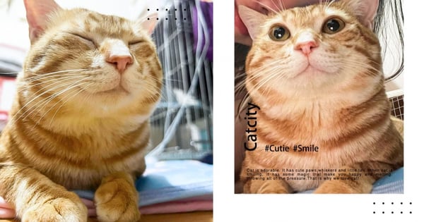 親善大使！橘貓主子好會拍，一招「貓式微笑」超吸粉，網哭：別人的貓最可愛