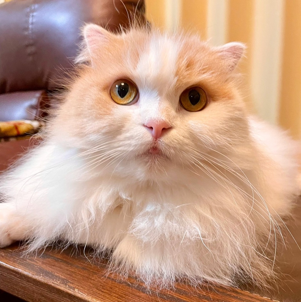 喵：「哼～下次朕可不會被揪出了！」