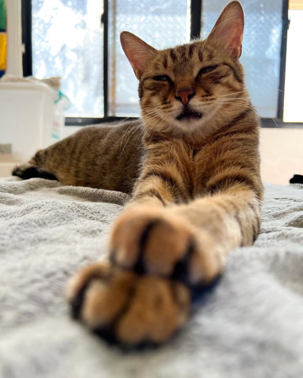 喵：「不！你不想來一份小貓咪！你不想！！！」