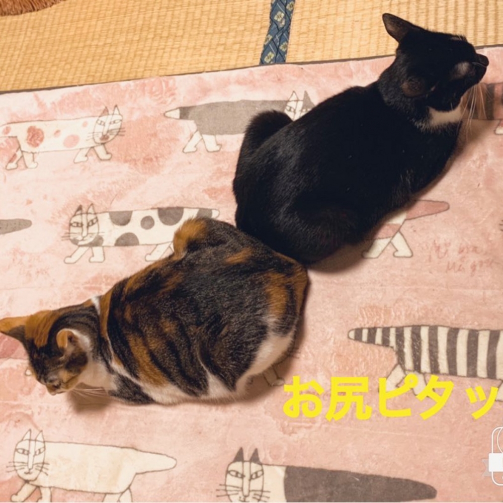 喵：「換個形狀奴才就不知道了～」