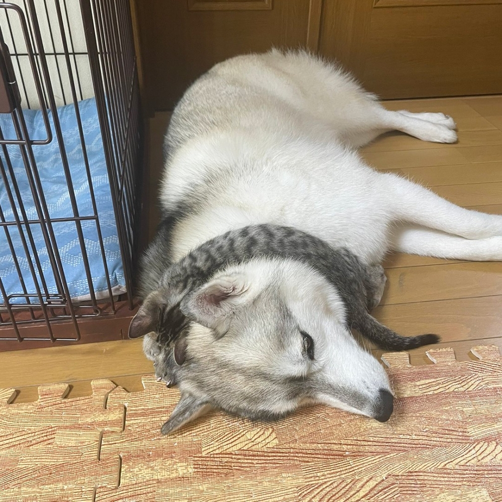 奴才:「好像是什麼都沒有違和感~」