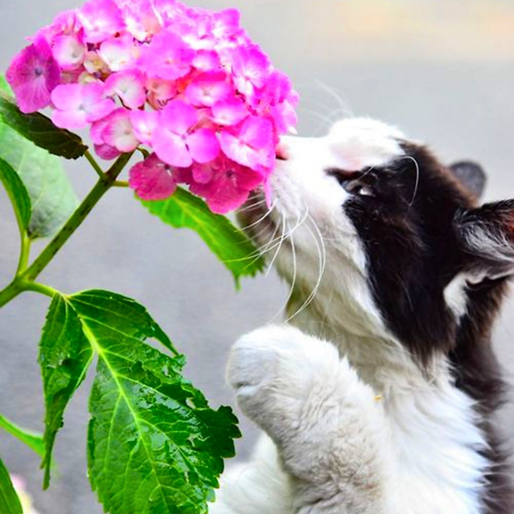 Pinterest