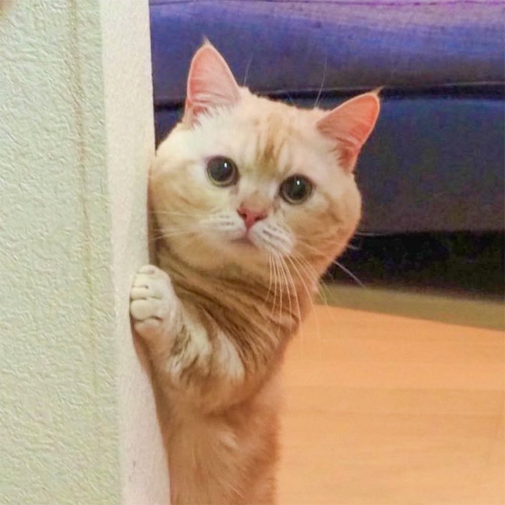 奴才：「看到他心情都好了大半～」