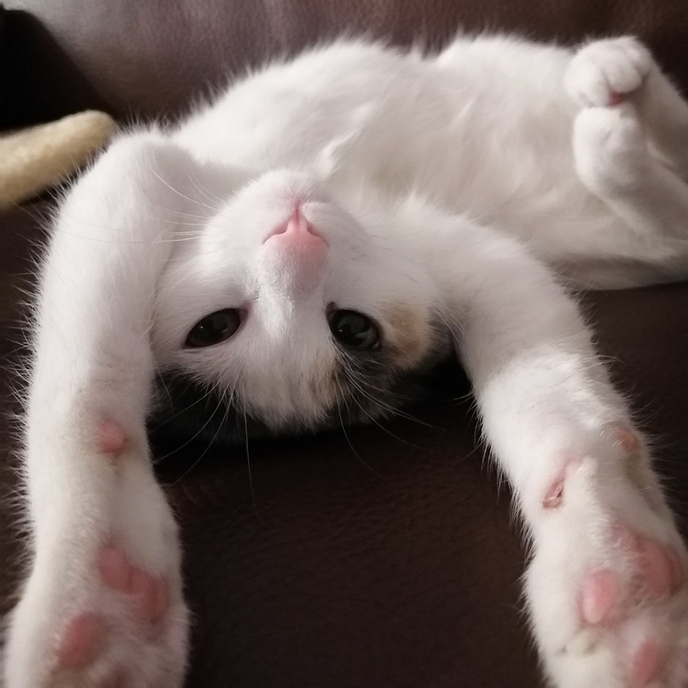 喵:「本喵可以唱很高音噢!」