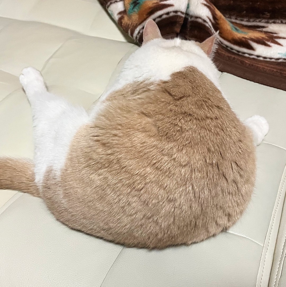 從背面看就知道一定很軟Q