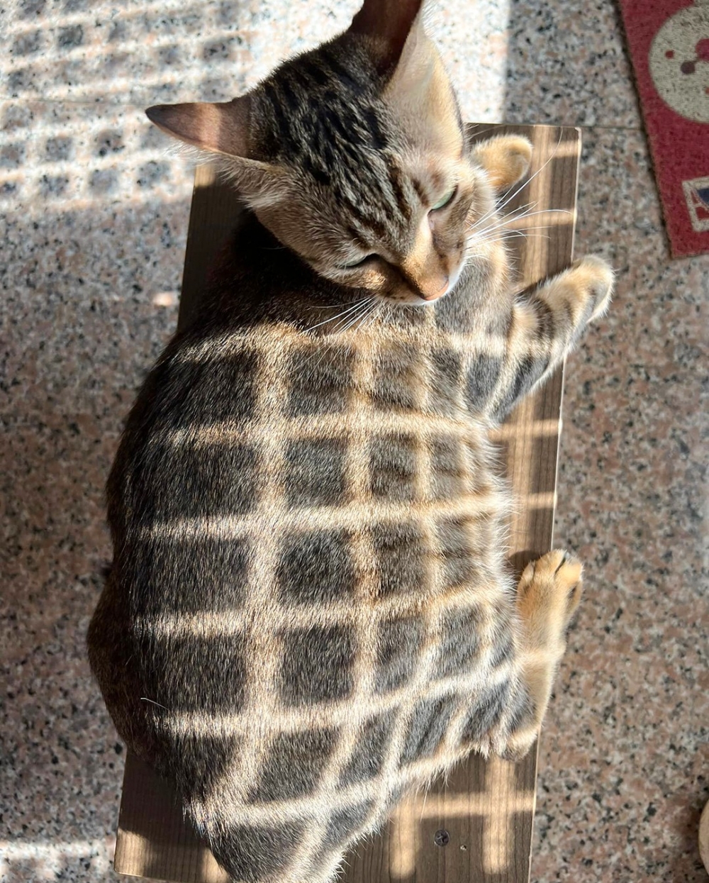 喵：「朕的肚肚怎麼這麼多格子？？！」