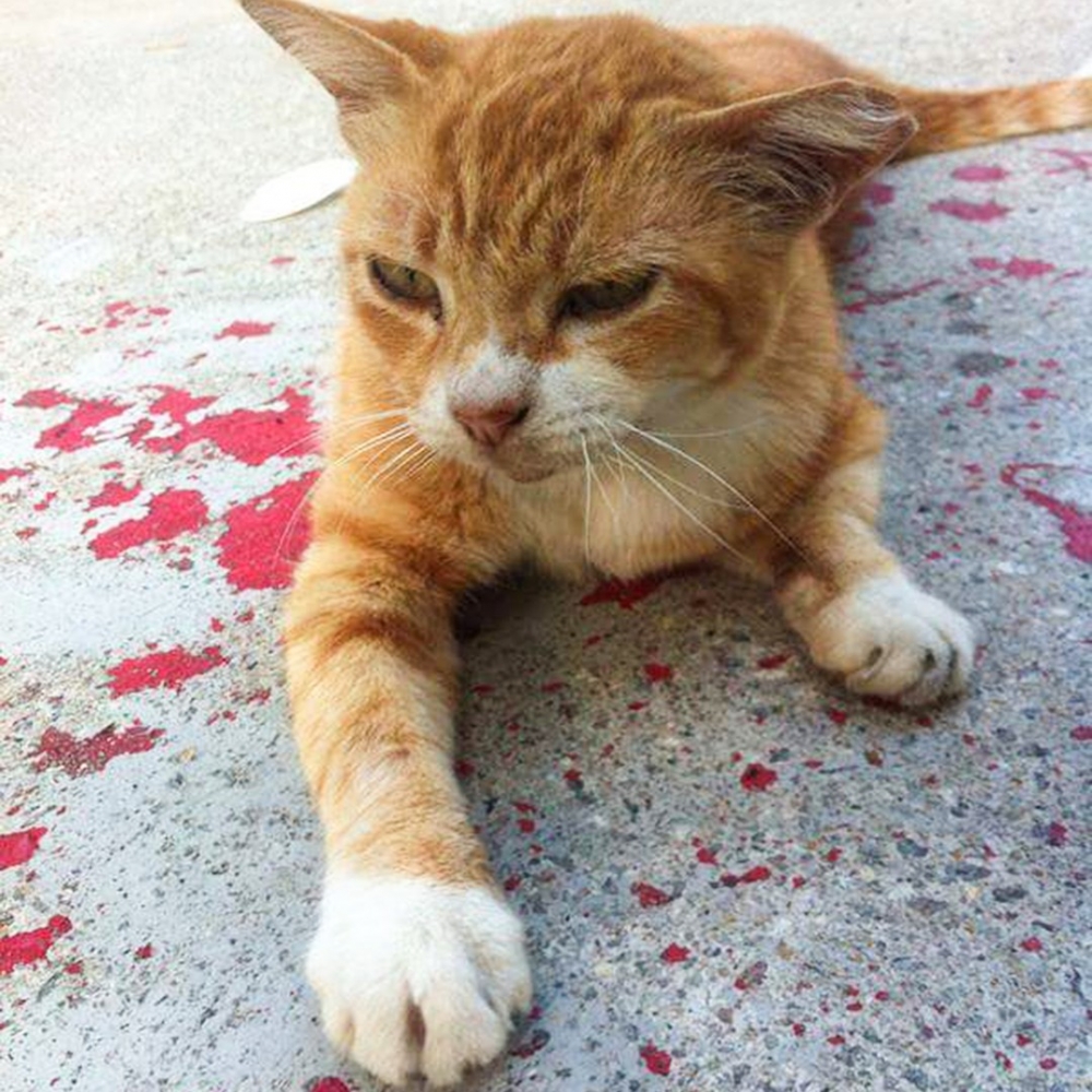 喵：「罐罐記得拿來噢」