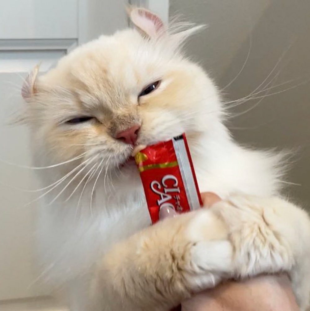 喵：「朕其實還很氣···好吃！多擠點～」