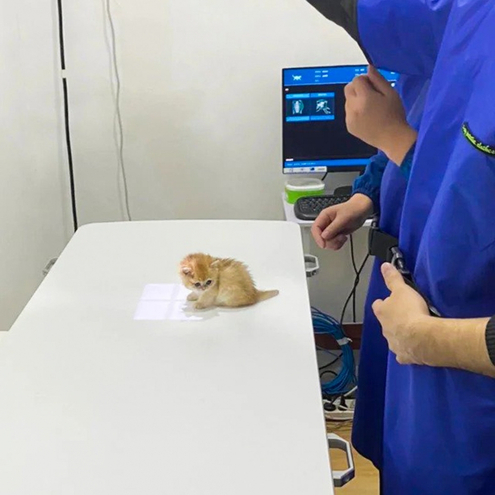 喵崽：「窩在哪裡？要做什麼？」