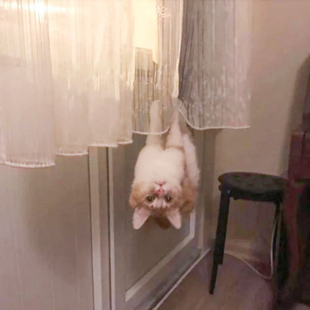 喵：「救朕！別笑了快救朕」