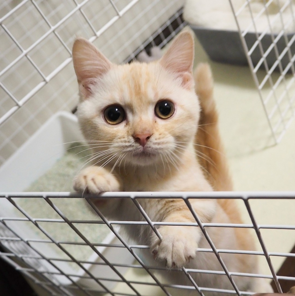 奴才：「我家主子世界無敵可愛啦❤️」